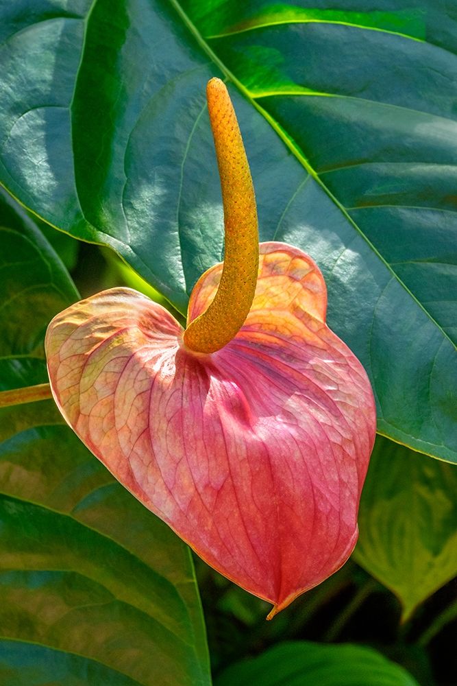 Anthurium